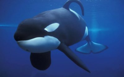 A Lesson from Killer Whales