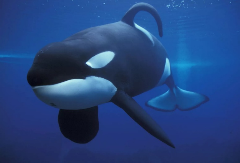 A Lesson from Killer Whales